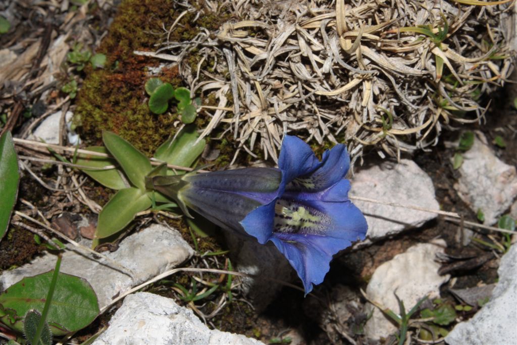 Gentiana acaulis